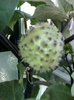 30 august 2012-flori 025