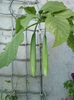 brugmansia ?-multumesc norela !