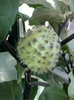 fruct-datura mov, balerina tutu