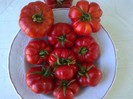 COSTOLUTO FIORENTINO