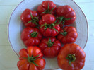 COSTOLUTO FIORENTINO