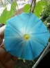 30 august 2012-flori 019