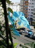 30 august 2012-flori 017