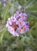 Buddleja davidii Purple (2012, Aug.23)
