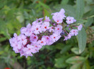Buddleja davidii Purple (2012, Aug.23)