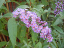 Buddleja davidii Purple (2012, Aug.23)