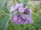 Buddleja davidii Purple (2012, Aug.23)