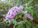 Buddleja davidii Purple (2012, Aug.23)