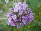Buddleja davidii Purple (2012, Aug.23)