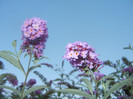 Buddleja davidii Purple (2012, Aug.24)