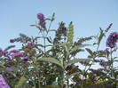 Buddleja davidii Purple (2012, Aug.24)