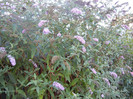 Buddleja davidii Purple (2012, Aug.28)