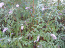 Buddleja davidii Purple (2012, Aug.28)