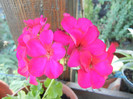 Cyclamen Lia Geranium (2012, Aug.29)