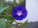 Morning Glory_Ipomoea (2012, Aug.21)