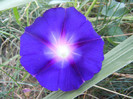 Morning Glory_Ipomoea (2012, Aug.24)