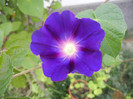 Morning Glory_Ipomoea (2012, Aug.26)