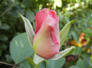Rose Pink Peace (2012, August 24)