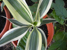 Dracaena fragrans Lindenii (2012, Aug.25)