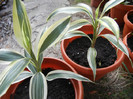 Dracaena fragrans Lindenii (2012, Aug.25)