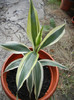 Dracaena fragrans Lindenii (2012, Aug.25)