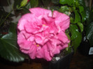 Hibiscus ciclam