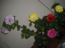 Hibiscus grup