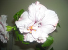 Hibiscus Memoris