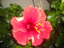 Hibiscus Dione