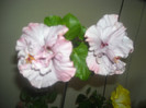 Hibiscus Memoris