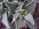 Faucaria tigrina