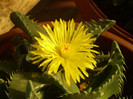 Faucaria tigrina