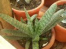 Gasteria decipiens