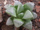 Haworthia magnifica