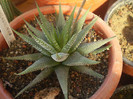 Haworthia margaritifera pearl plant