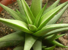 Haworthia radula