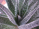 Haworthia sp.