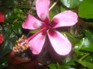 Hibiscus Fidjian Island