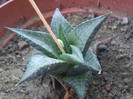 Haworthia venosa ssp. tessellata