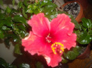 Hibiscus Dione