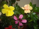 Hibiscus grup