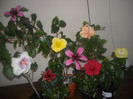 Hibiscus grup