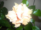 Hibiscus Clasic Yelow ( caisa )