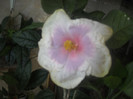 Hibiscus Tahitian Lavander Pastel