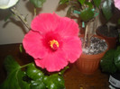 Hibiscus Helene