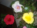 Hibiscus grup