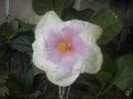 Hibiscus Tahitian Lavander Pastel