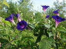 P7315116