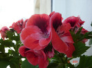 DSC04439