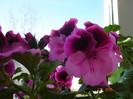 DSC04442